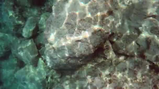 Sott Acqua Mare Reale Con Animali Microscopici Plancton Piccoli Pesci — Video Stock