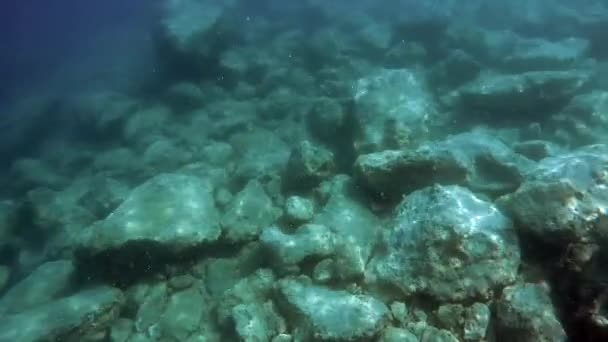 Bajo Agua Mar Real Con Animales Microscópicos Plancton Peces Pequeños — Vídeo de stock