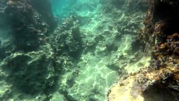 Sott Acqua Mare Reale Con Animali Microscopici Plancton Piccoli Pesci — Video Stock