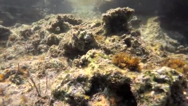 微生物 プランクトン 天然生態系の小さな魚と実際の海の水中 考古学 原生動物や漂流や浮遊動物を含む 苔のサンゴ礁アクア自然緑の海苔苔苔苔苔緑の海4K — ストック動画