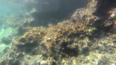 Mikroskobik hayvanlar, planktonlar ve doğal ekosistemdeki küçük balıklarla dolu gerçek bir denizin altında. Bakteriler, arkealar, algler, protozoalar ve sürüklenen ya da yüzen hayvanlar dahil. Yosun yosunlu mercan resifi yeşil deniz yosunlu yeşil deniz yosunlu yeşil deniz 4K