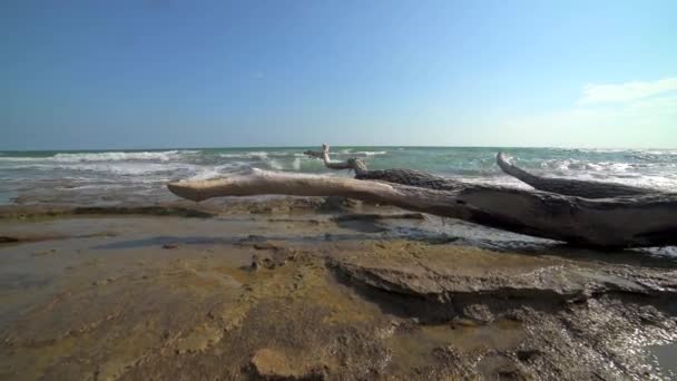 Tronco Albero Essiccato Sulla Spiaggia Costa Costiera Costa Costa Secco — Video Stock