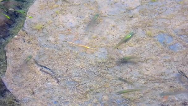 Kleine Fische Auf Bemoosten Steinen Ihrer Natürlichen Unterwasserumgebung Echt Mikroskopisch — Stockvideo