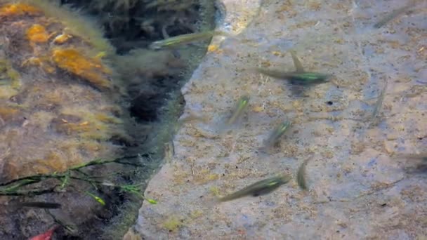 Piccoli Pesci Pietre Muschiate Nel Loro Ambiente Naturale Subacqueo Vero — Video Stock