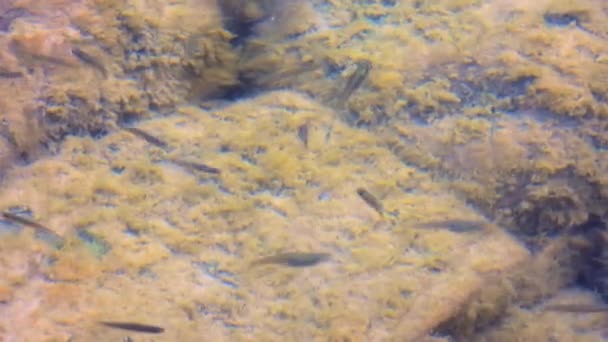 Small Fishes Mossy Stones Natural Underwater Environment Real Microscopic Animal — Stock Video