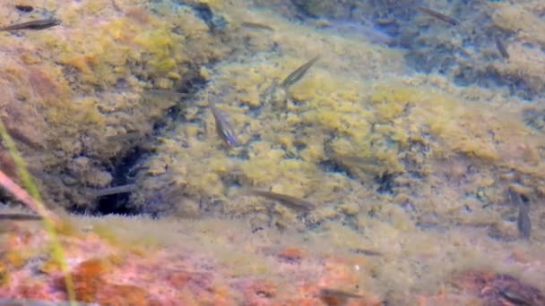 Peces Pequeños Las Piedras Musgosas Entorno Submarino Natural Real Microscópico — Vídeos de Stock