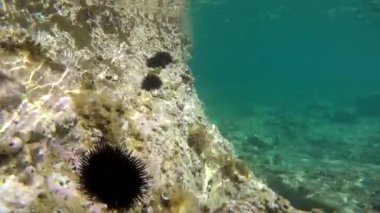 Mikroskobik hayvanlarla dolu gerçek bir denizin altında planktonlar ve doğal ekosistemdeki küçük balıklar. Archaea alglerinin protozoa sürüklenmesi ya da yüzen hayvanlar da dahil. Yosun yosunlu yosun deniz kestanesi echinus resifi açık mavi okyanus, dokunulmamış 4K kıyısı.