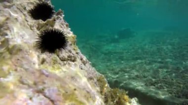 Mikroskobik hayvanlarla dolu gerçek bir denizin altında planktonlar ve doğal ekosistemdeki küçük balıklar. Archaea alglerinin protozoa sürüklenmesi ya da yüzen hayvanlar da dahil. Yosun yosunlu yosun deniz kestanesi echinus resifi açık mavi okyanus, dokunulmamış 4K kıyısı.