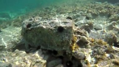 Mikroskobik hayvanlarla dolu gerçek bir denizin altında planktonlar ve doğal ekosistemdeki küçük balıklar. Archaea alglerinin protozoa sürüklenmesi ya da yüzen hayvanlar da dahil. Yosun yosunlu yosun deniz kestanesi echinus resifi açık mavi okyanus, dokunulmamış 4K kıyısı.