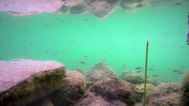 Kleine Fische Auf Bemoosten Steinen Ihrer Natürlichen Unterwasserumgebung Echt Mikroskopisch — Stockvideo