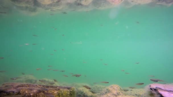 Pequenos Peixes Pedras Musgosas Seu Ambiente Subaquático Natural Real Microscópico — Vídeo de Stock