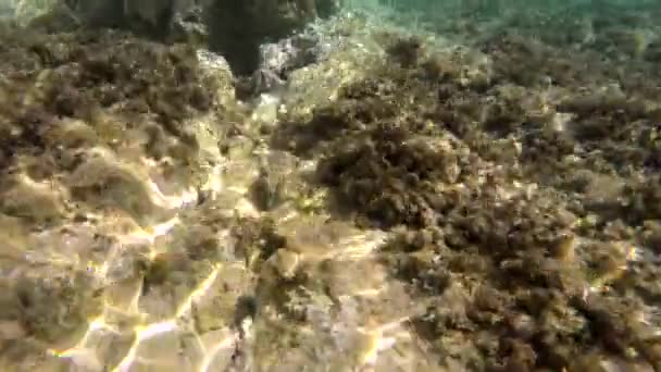 Sott Acqua Mare Reale Con Animali Microscopici Plancton Piccoli Pesci — Video Stock