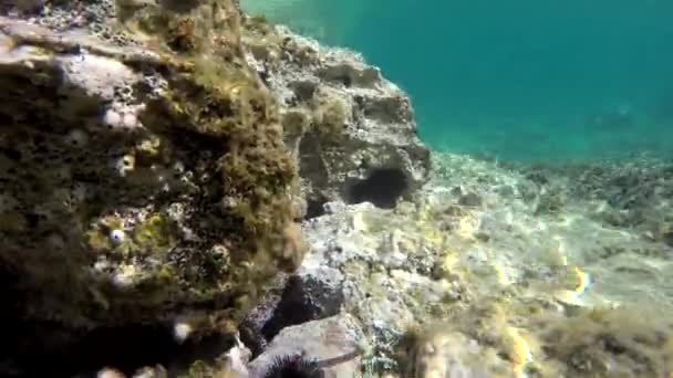 天然生态系统中的微小动物 木板和小鱼组成的真正的海洋的水下 包括细菌 古细菌 原生动物和漂流或漂浮的动物 — 图库视频影像