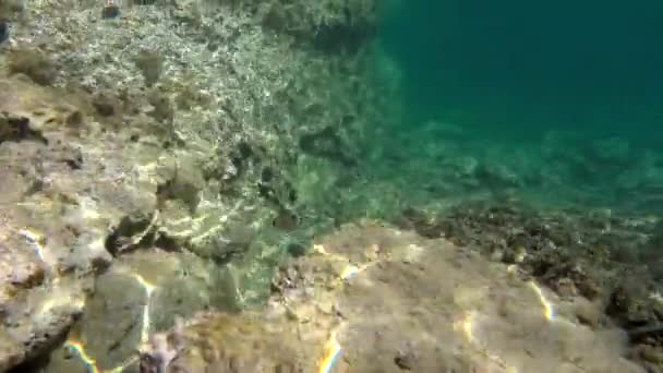 Bajo Agua Mar Real Con Animales Microscópicos Plancton Peces Pequeños — Vídeos de Stock