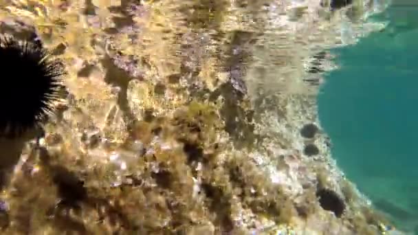 在真正的海底 有微型动物 木板和自然生态系统中的小鱼 包括古细菌 原生动物 漂流动物 珊瑚礁 清澈的绿松石 浅蓝色海洋 未触及海岸4K — 图库视频影像