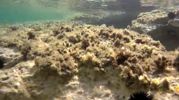 Subaquático Mar Real Com Animais Microscópicos Plânctons Pequenos Peixes Ecossistema — Vídeo de Stock