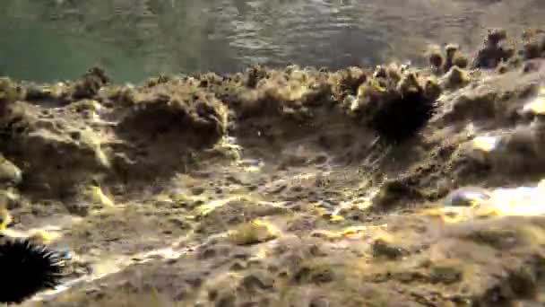 Bajo Agua Mar Real Con Animales Microscópicos Plancton Peces Pequeños — Vídeos de Stock