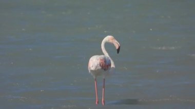 Flamingolar flamingo flamingolar, yaban kuşları, yaban kuşları, kuş sürüsü kuşları, kuş kanatlı gagalı belgeseller, doğa manzarası, göl kenarındaki göl kenarı Phoenicopteridae 4K