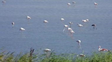 Flamingolar flamingo flamingolar, yaban kuşları, yaban kuşları, kuş sürüsü kuşları, kuş kanatlı gagalı belgeseller, doğa manzarası, göl kenarındaki göl kenarı Phoenicopteridae 4K