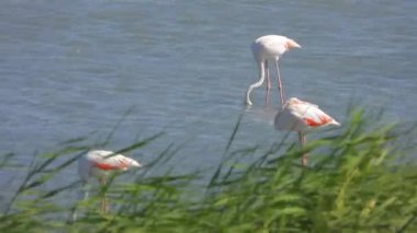 Flamingolar flamingo flamingolar, yaban kuşları, yaban kuşları, kuş sürüsü kuşları, kuş kanatlı gagalı belgeseller, doğa manzarası, göl kenarındaki göl kenarı Phoenicopteridae 4K