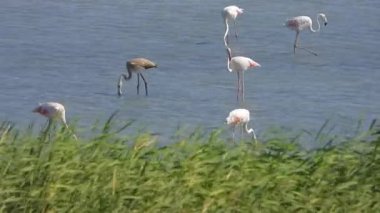 Flamingolar flamingo flamingolar, yaban kuşları, yaban kuşları, kuş sürüsü kuşları, kuş kanatlı gagalı belgeseller, doğa manzarası, göl kenarındaki göl kenarı Phoenicopteridae 4K