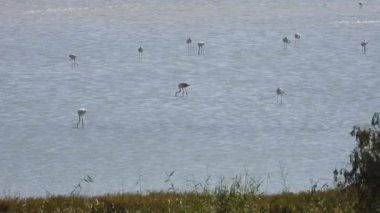 Flamingolar flamingo flamingolar, yaban kuşları, yaban kuşları, kuş sürüsü kuşları, kuş kanatlı gagalı belgeseller, doğa manzarası, göl kenarındaki göl kenarı Phoenicopteridae 4K