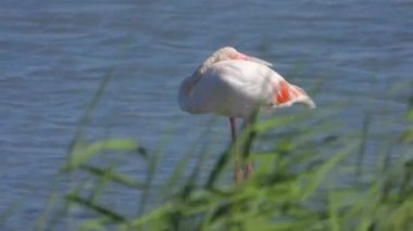 Flamingolar flamingo flamingolar, yaban kuşları, yaban kuşları, kuş sürüsü kuşları, kuş kanatlı gagalı belgeseller, doğa manzarası, göl kenarındaki göl kenarı Phoenicopteridae 4K
