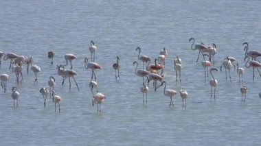 Flamingolar flamingo flamingolar, yaban kuşları, yaban kuşları, kuş sürüsü kuşları, kuş kanatlı gagalı belgeseller, doğa manzarası, göl kenarındaki göl kenarı Phoenicopteridae 4K