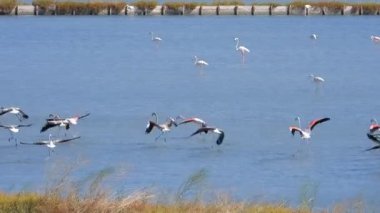 Flamingolar flamingo flamingolar, yaban kuşları, yaban kuşları, kuş sürüsü kuşları, kuş kanatlı gagalı belgeseller, doğa manzarası, göl kenarındaki göl kenarı Phoenicopteridae 4K