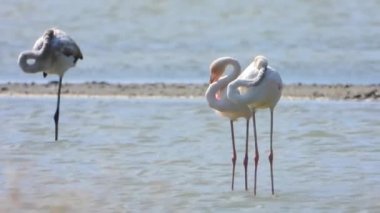 Flamingolar flamingo flamingolar, yaban kuşları, yaban kuşları, kuş sürüsü kuşları, kuş kanatlı gagalı belgeseller, doğa manzarası, göl kenarındaki göl kenarı Phoenicopteridae 4K