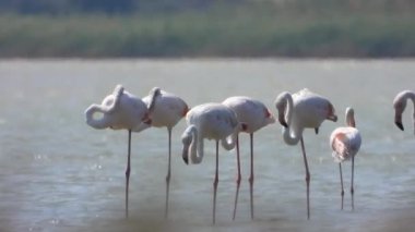 Flamingolar flamingo flamingolar, yaban kuşları, yaban kuşları, kuş sürüsü kuşları, kuş kanatlı gagalı belgeseller, doğa manzarası, göl kenarındaki göl kenarı Phoenicopteridae 4K