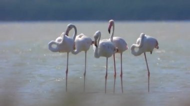 Flamingolar flamingo flamingolar, yaban kuşları, yaban kuşları, kuş sürüsü kuşları, kuş kanatlı gagalı belgeseller, doğa manzarası, göl kenarındaki göl kenarı Phoenicopteridae 4K