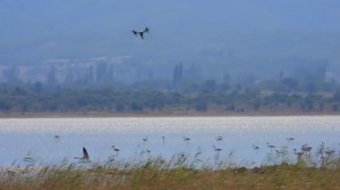Bataklık gölündeki vahşi flamingo kuşları. Flamingolar flamingo flamingoları. Dalgalı kuş yürüyüşü kıyı kuşları kuş türleri kuşbilimi kanatlı gagalı gagalı belgesel.