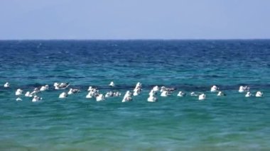 Martı martıları martı laridae laridae laridae gri beyaz uzun gagalı gagalar perdeli vahşi ayaklı vahşi hayvan kuş kuş kuşları kuşbilimi doğal Pasifik Larus Pacificus Belcher 'in belcheri Black' i 4K kuyruklu.