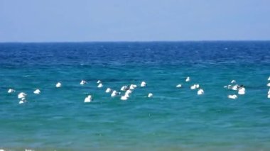 Martı martıları martı laridae laridae laridae gri beyaz uzun gagalı gagalar perdeli vahşi ayaklı vahşi hayvan kuş kuş kuşları kuşbilimi doğal Pasifik Larus Pacificus Belcher 'in belcheri Black' i 4K kuyruklu.