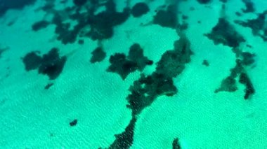 Beyaz kumlu, tropikal bir deniz tabanında deniz yosunu ve mercan resifi. Su kumlu, kumlu, uzun sahil tombolo. Endonezya kıyısı, Avustralya, Filipinler. Papua Yeni Gine, Malezya, Bahamalar, Yeni Zelanda. 