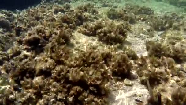 Sous Eau Une Vraie Mer Avec Des Animaux Microscopiques Des — Video