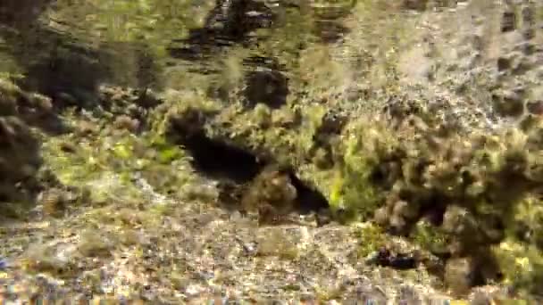 天然生态系统中的微小动物 木板和小鱼组成的真正的海洋的水下 包括细菌 古细菌 原生动物和漂流或漂浮的动物 — 图库视频影像