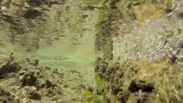 Sott Acqua Mare Reale Con Animali Microscopici Plancton Piccoli Pesci — Video Stock