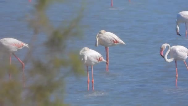 Uccelli Fenicottero Selvatici Lago Paludoso Vero Habitat Naturale Fenicotteri Fenicotteri — Video Stock