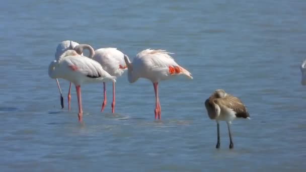 Flamencos Flamencos Vadeando Aves Zancudas Aves Playeras Animales Vida Silvestre — Vídeos de Stock