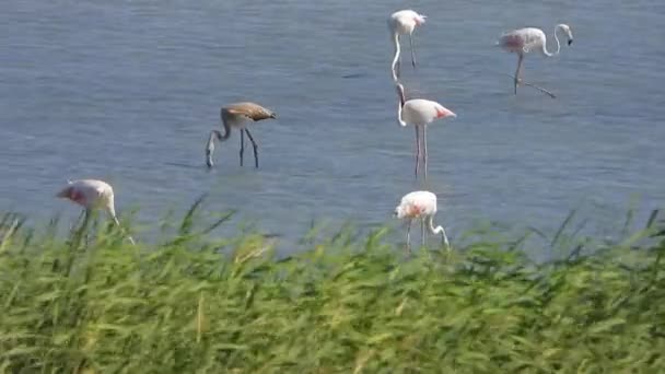 Wilde Flamingos Vögel Einem Feuchtgebietssee Einem Echten Natürlichen Habitat Flamingos — Stockvideo