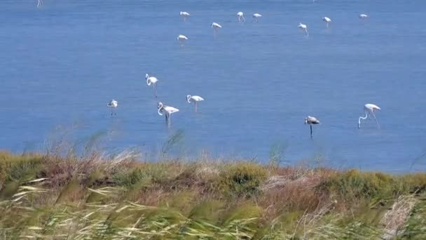 Flamencos Flamencos Vadeando Aves Zancudas Aves Playeras Animales Vida Silvestre — Vídeos de Stock