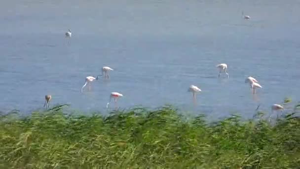 Flamingo Selvagem Aves Lago Zonas Húmidas Verdadeiro Habitat Flamingos Flamingo — Vídeo de Stock