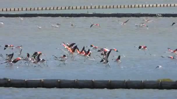 Flamingo Selvagem Aves Lago Zonas Húmidas Verdadeiro Habitat Flamingos Flamingo — Vídeo de Stock