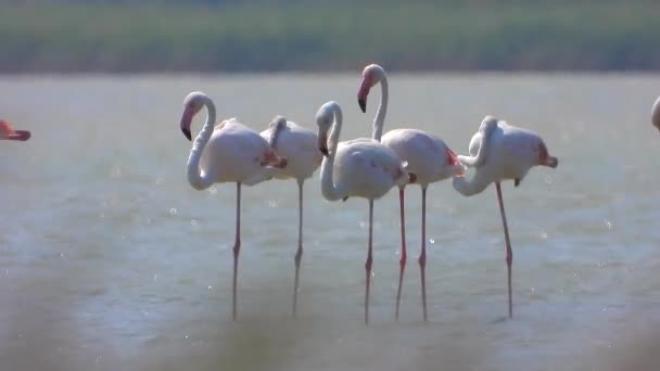 Dzikie Flamingo Ptaków Jeziorze Mokradła Prawdziwym Środowisku Naturalnym Flamingi Flamingi — Wideo stockowe