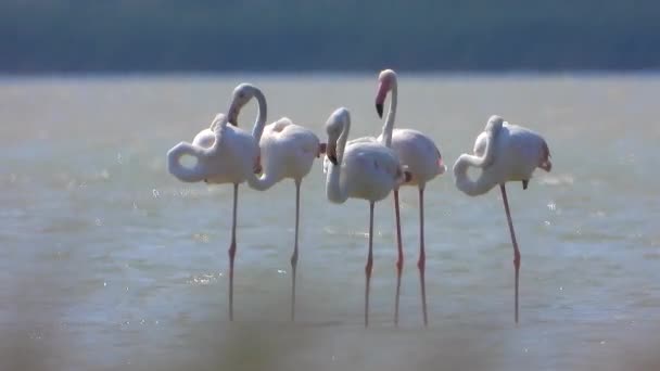 Dzikie Flamingo Ptaków Jeziorze Mokradła Prawdziwym Środowisku Naturalnym Flamingi Flamingi — Wideo stockowe