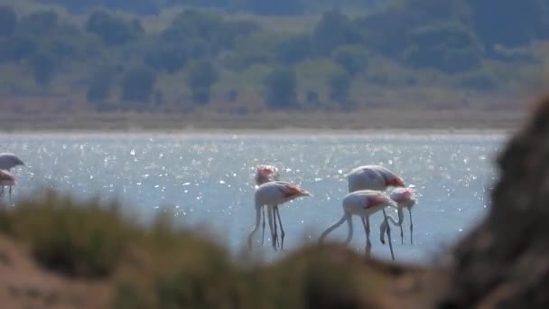 Wilde Flamingos Vögel Einem Feuchtgebietssee Einem Echten Natürlichen Habitat Flamingos — Stockvideo