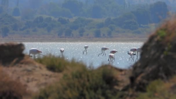 Divoké Plameňáci Ptáci Mokřadu Jezero Reálném Přírodním Stanovišti Flamingos Plameňáci — Stock video