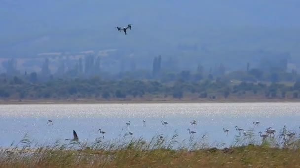 Flamencos Flamencos Vadeando Aves Zancudas Aves Playeras Animales Vida Silvestre — Vídeos de Stock